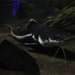 魚05