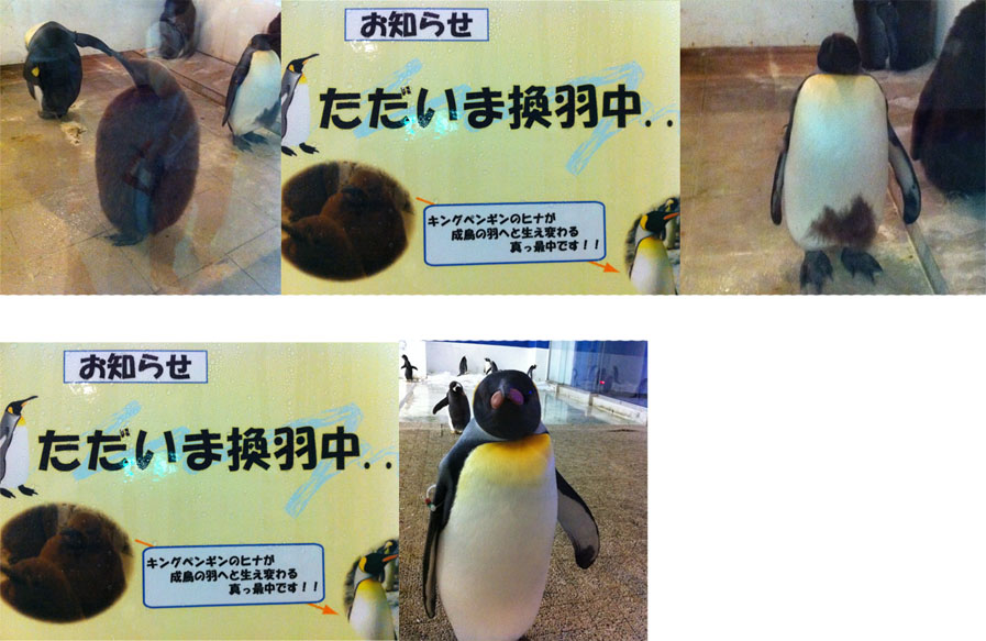 ペンギン