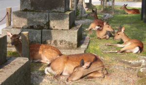 鹿休憩中