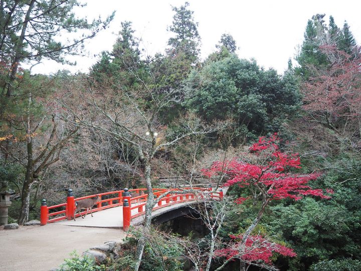 「紅葉谷公園」(2019年12月7日)