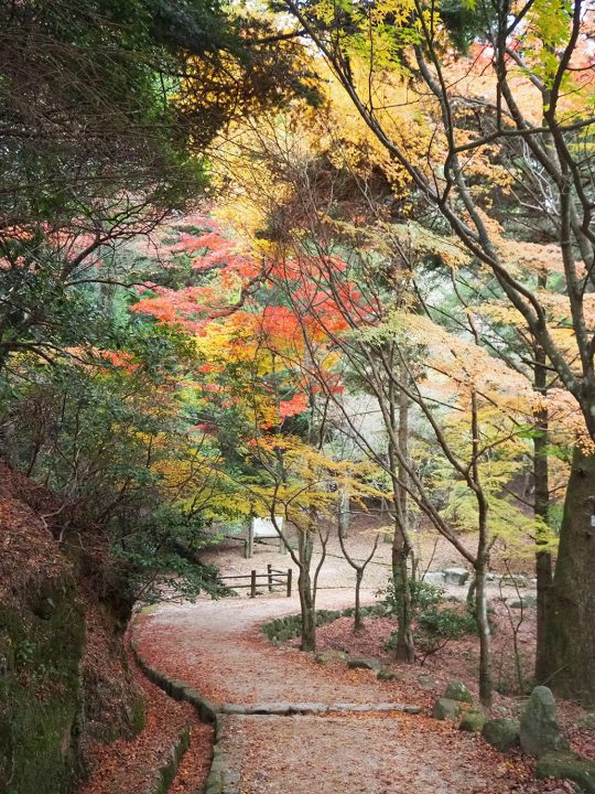 「もみじ歩道」(2019年12月7日)