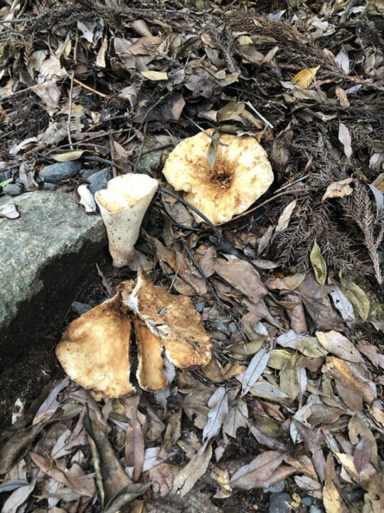 弥山山道のキノコ